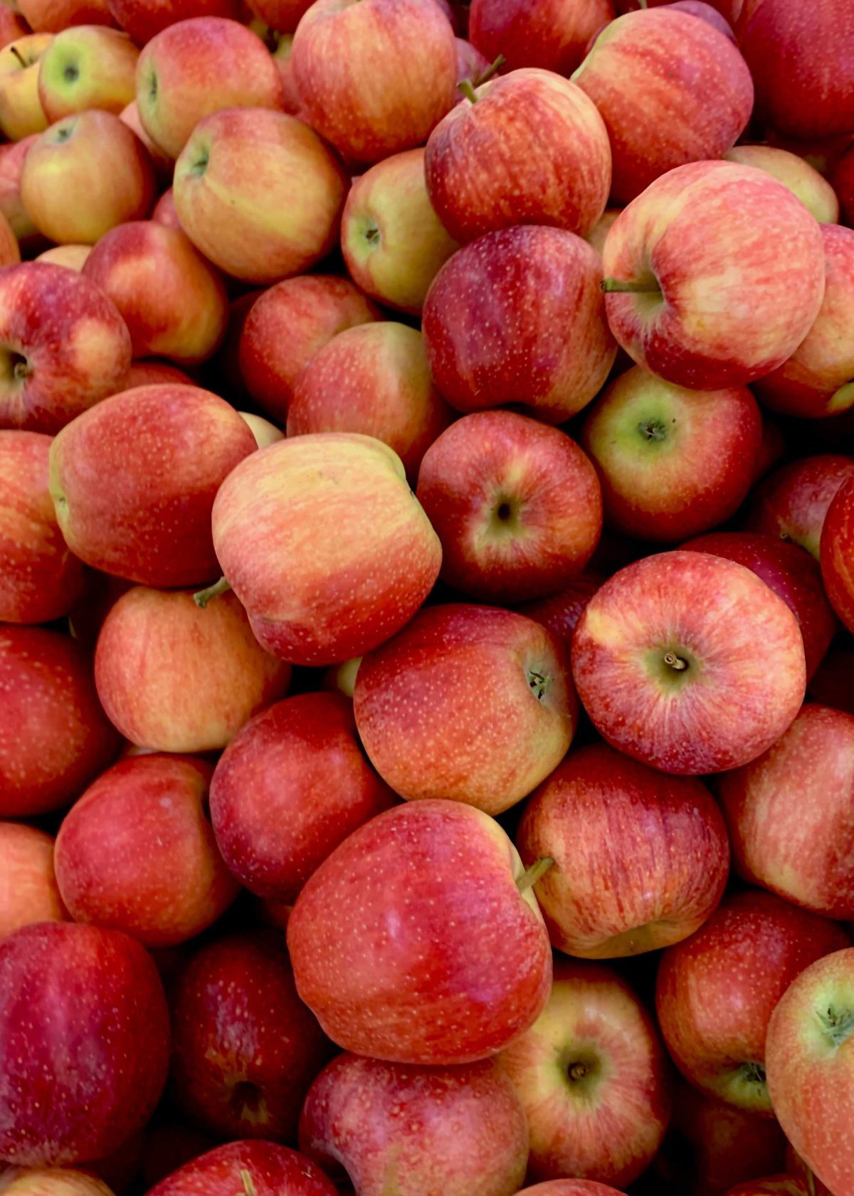 KC-apples-4 red apples