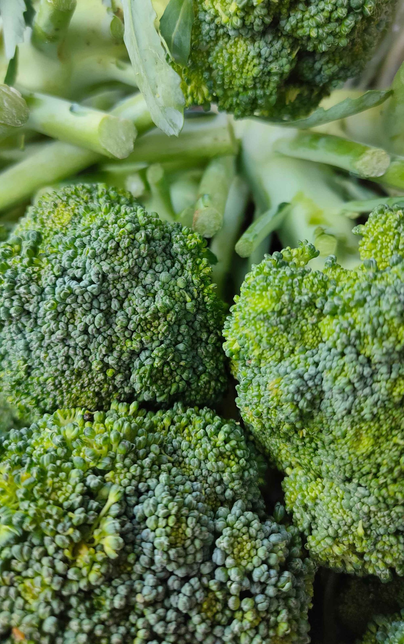KC-broccoli-2 broccoli