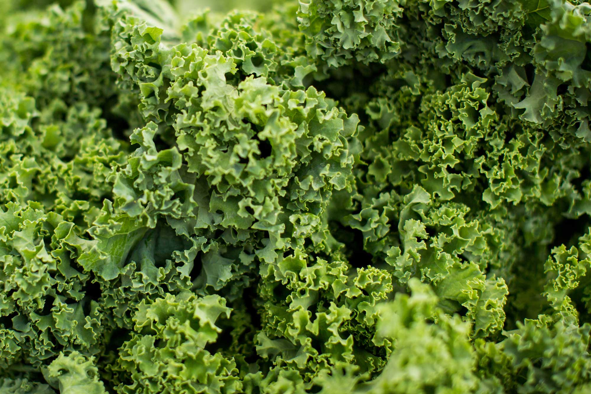 KC-kale kale